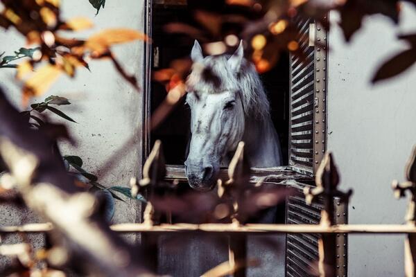 Boxe à chevaux