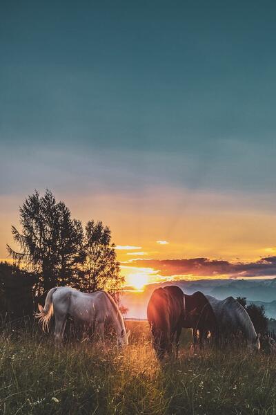 pré pour vos chevaux