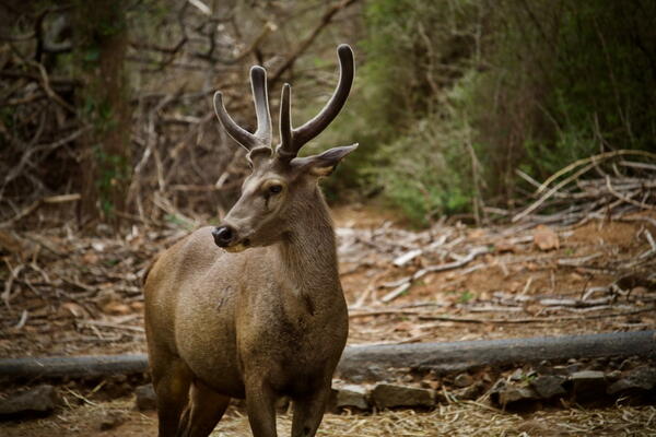 Territoire de chasse